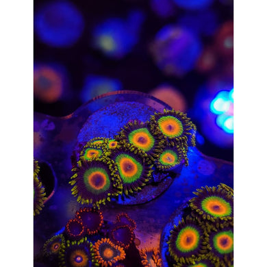 Rasta Zoanthid Frag WYSIWYG!
