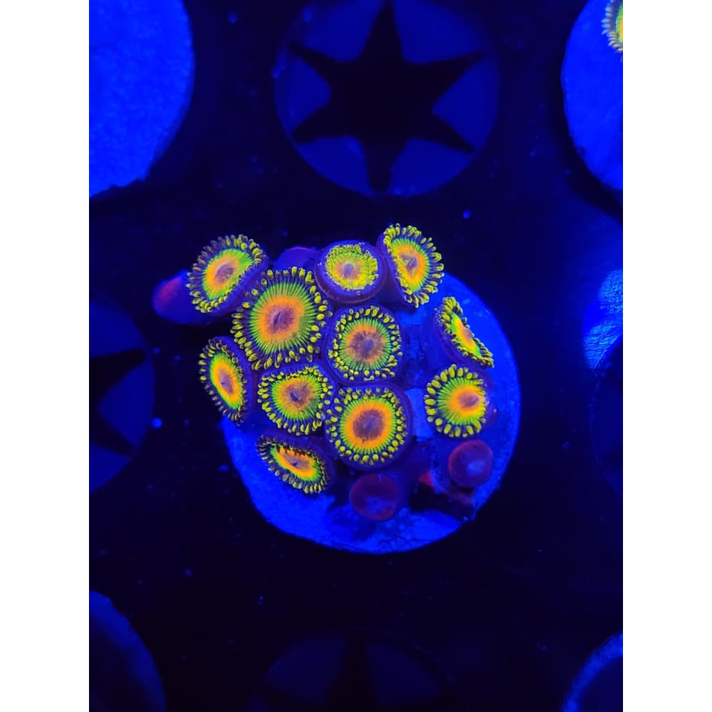 Rasta Zoanthid Frag WYSIWYG!