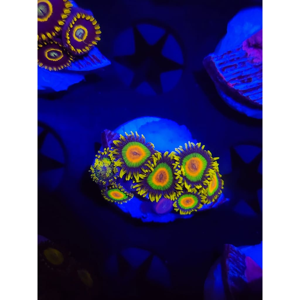 Rasta Zoanthid Frag WYSIWYG!