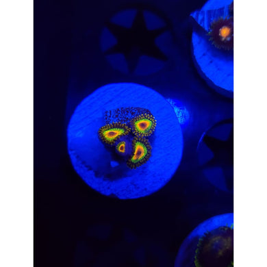 Rasta Zoanthid Frag WYSIWYG!