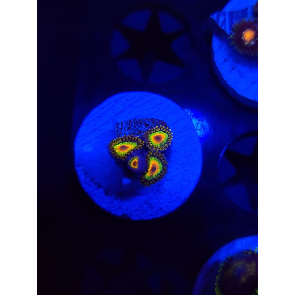 Rasta Zoanthid Frag WYSIWYG!
