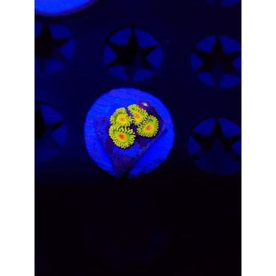 Rasta Zoanthid Frag WYSIWYG!
