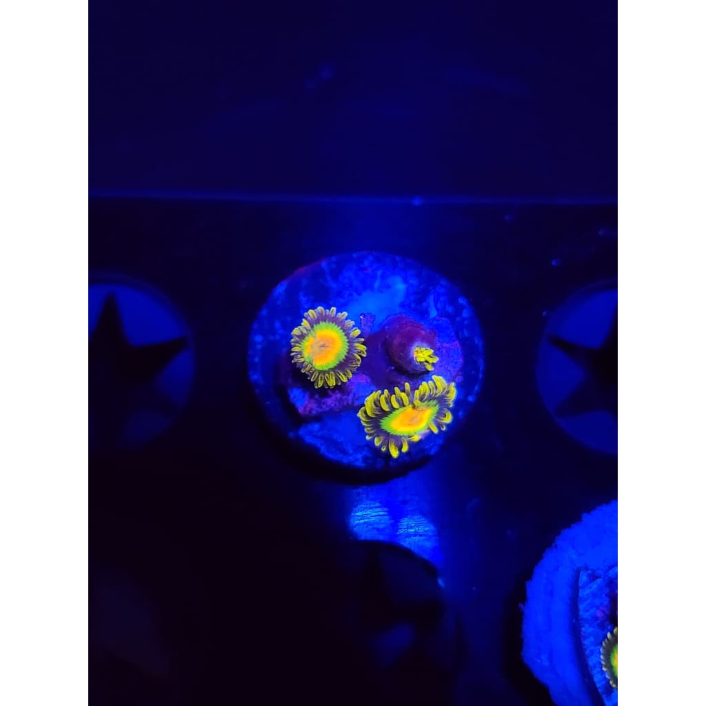 Rasta Zoanthid Frag WYSIWYG!