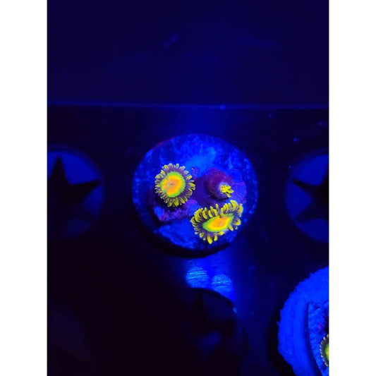 Rasta Zoanthid Frag WYSIWYG!