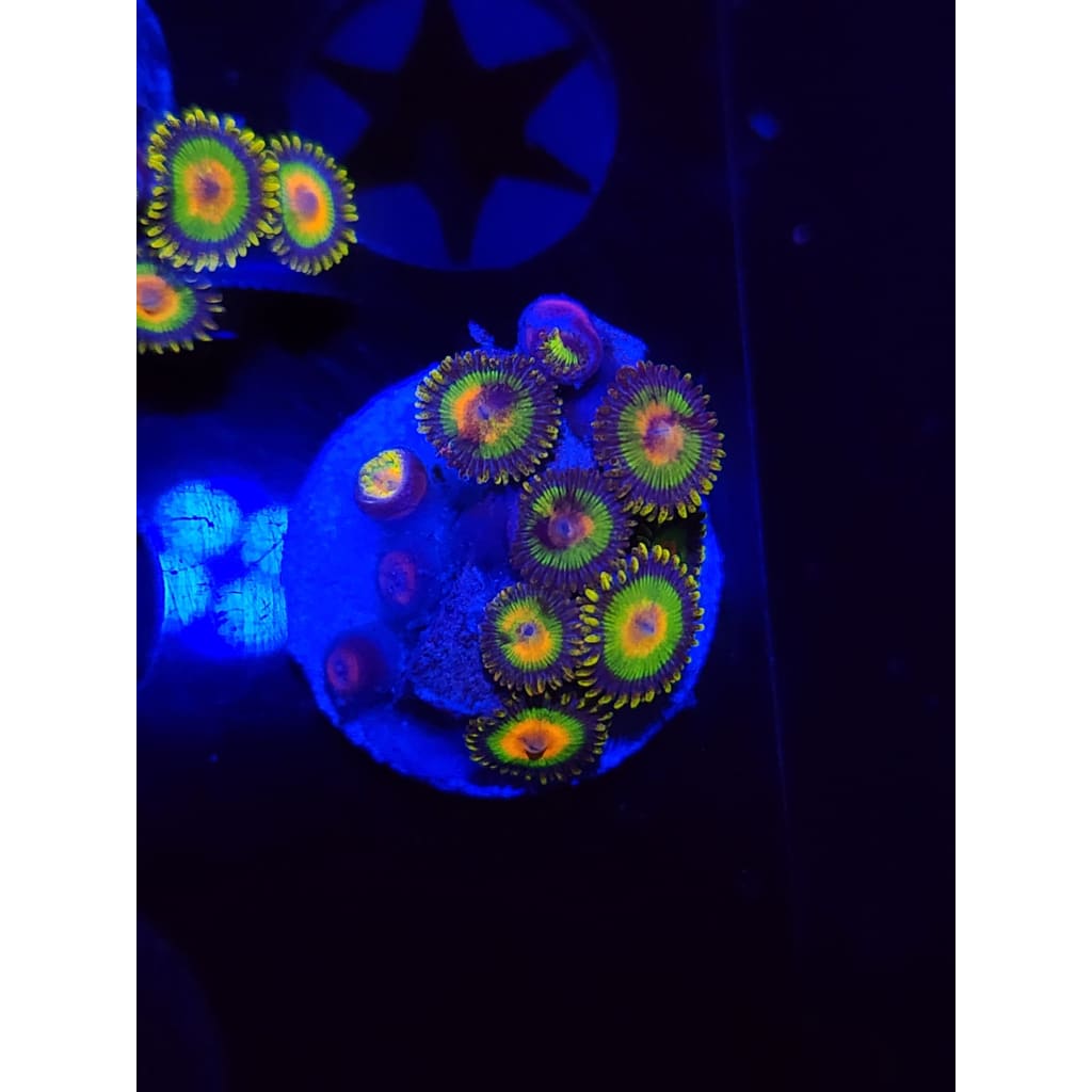 Rasta Zoanthid Frag WYSIWYG!