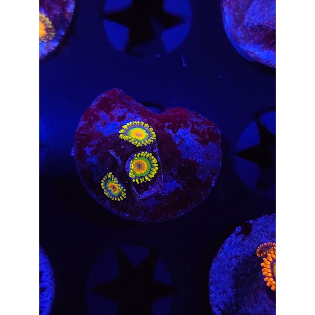 Rasta Zoanthid Frag WYSIWYG!