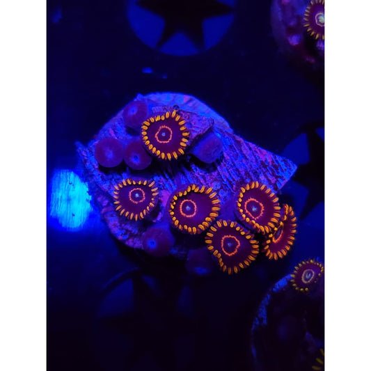 Red Hornet Zoanthid Frag WYSIWYG!