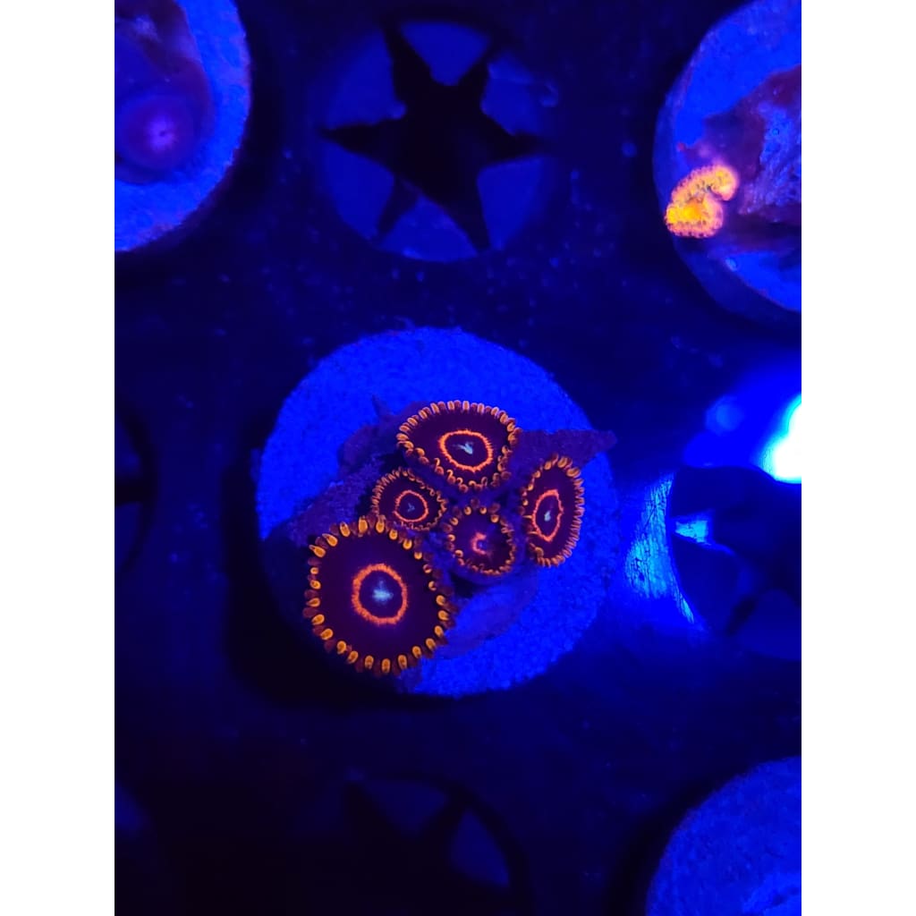 Red Hornet Zoanthid Frag WYSIWYG!