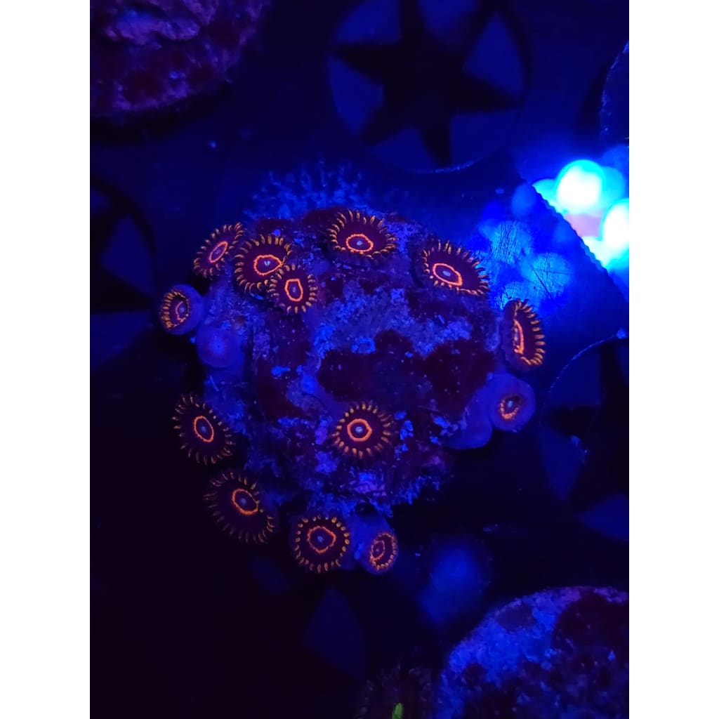 Red Hornet Zoanthid Frag WYSIWYG!