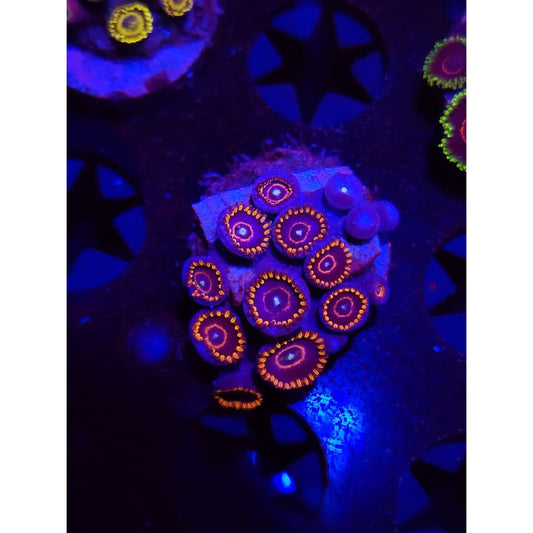 Red Hornet Zoanthid Frag WYSIWYG!