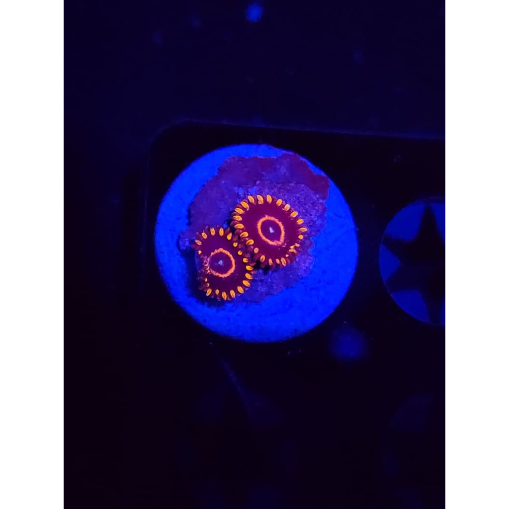 Red Hornet Zoanthid Frag WYSIWYG!