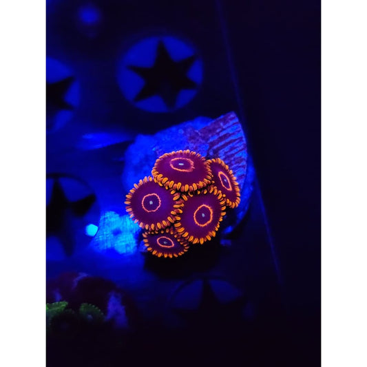 Red Hornet Zoanthid Frag WYSIWYG!