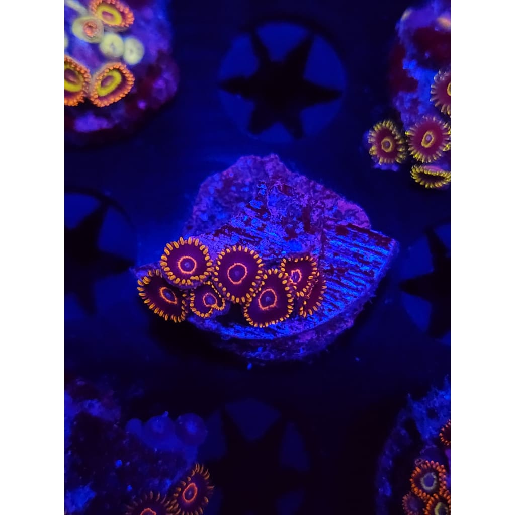 Red Hornet Zoanthid Frag WYSIWYG!
