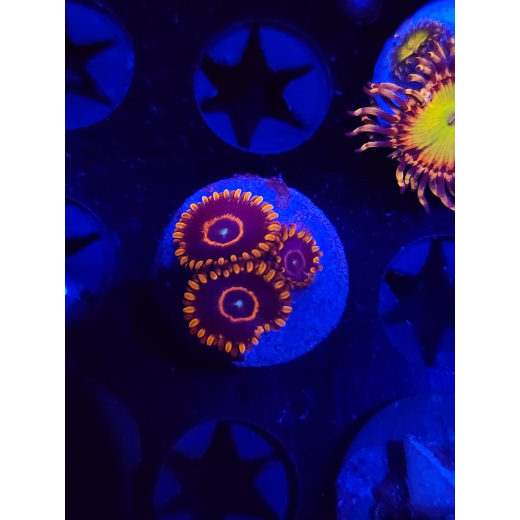 Red Hornet Zoanthid Frag WYSIWYG!