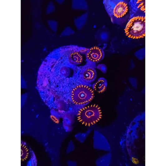 Red Hornet Zoanthid Frag WYSIWYG!