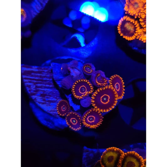 Red Hornet Zoanthid Frag WYSIWYG!
