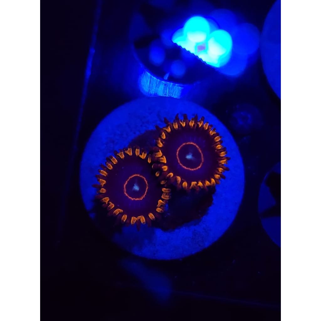 Red Hornet Zoanthid Frag WYSIWYG!