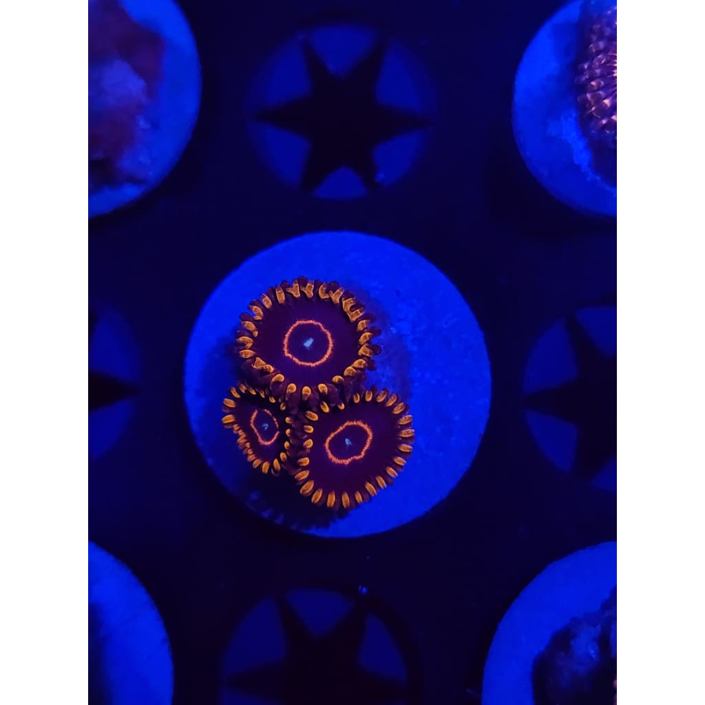 Red Hornet Zoanthid Frag WYSIWYG!