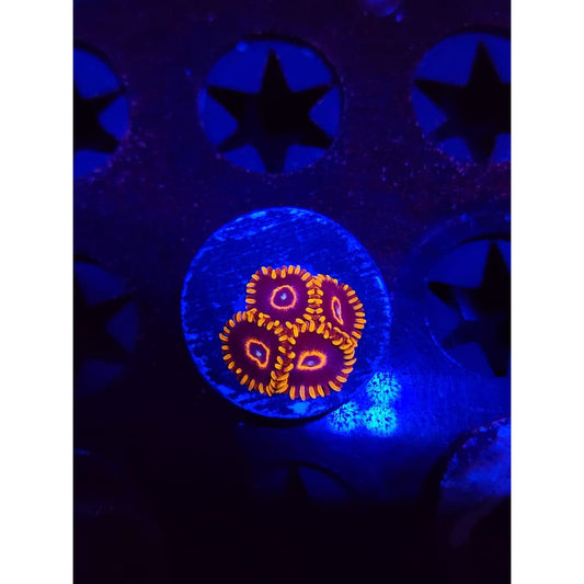 Red Hornet Zoanthid Frag WYSIWYG!
