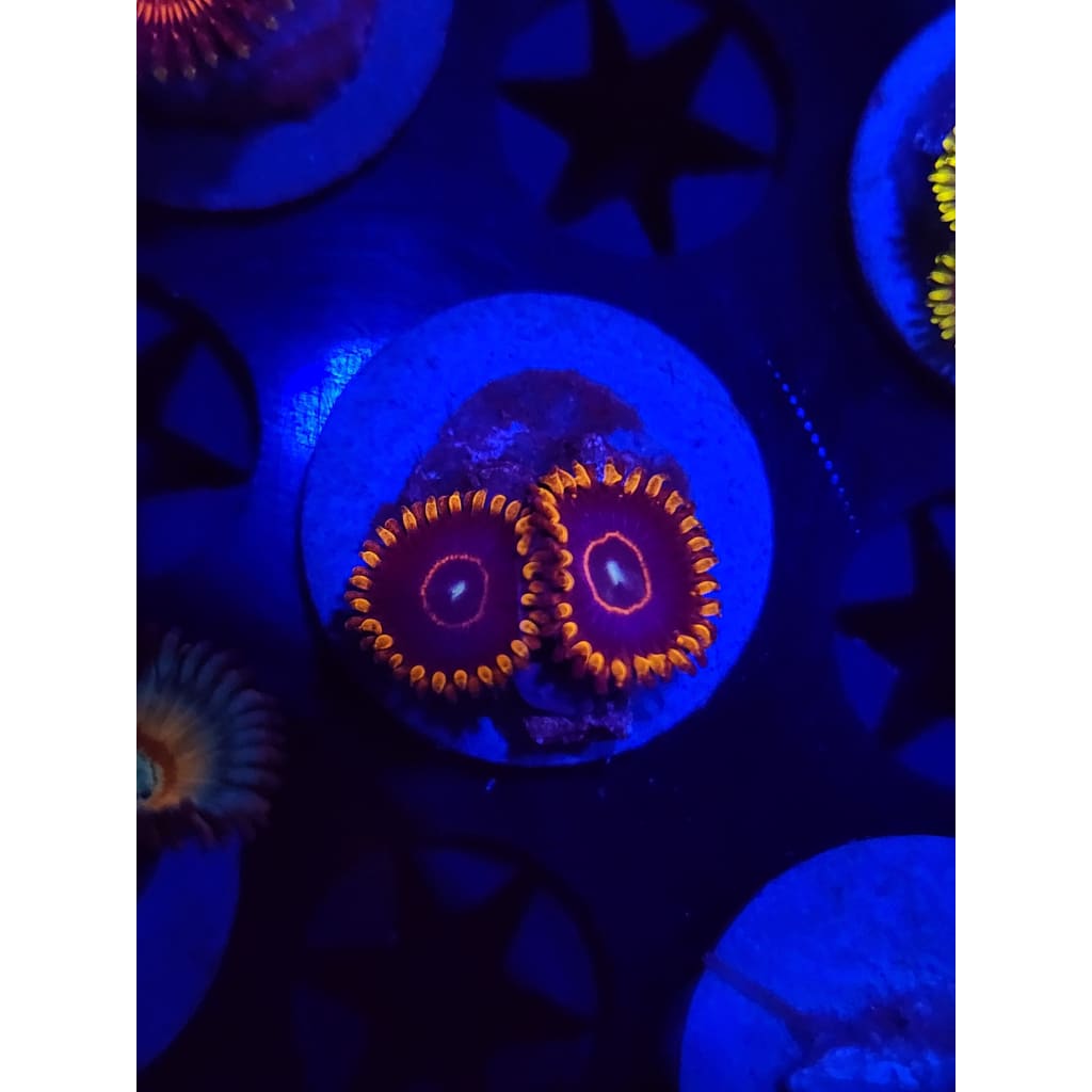 Red Hornet Zoanthid Frag WYSIWYG!