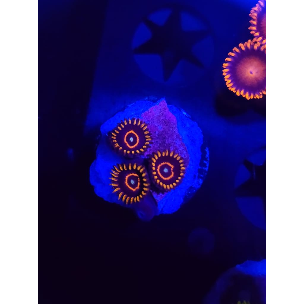 Red Hornet Zoanthid Frag WYSIWYG!