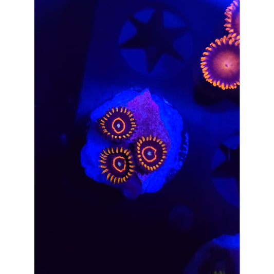 Red Hornet Zoanthid Frag WYSIWYG!