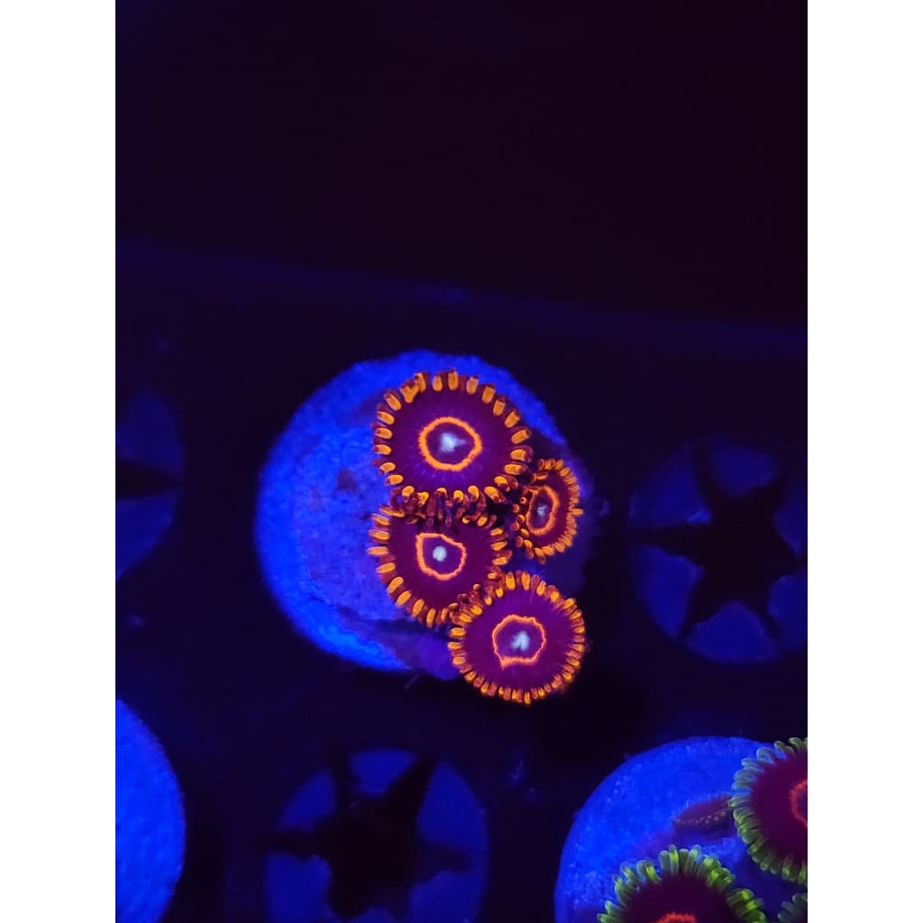 Red Hornet Zoanthid Frag WYSIWYG!