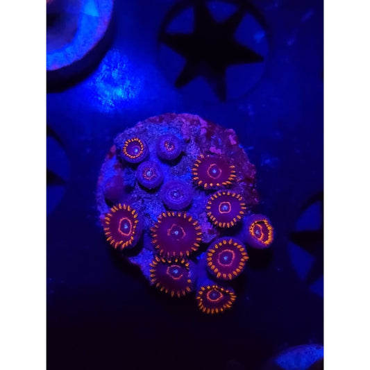 Red Hornet Zoanthid Frag WYSIWYG!