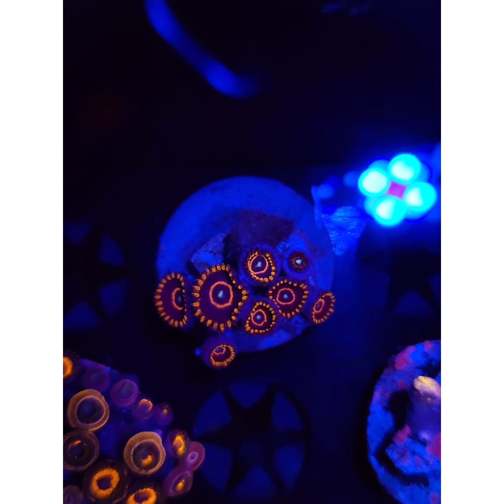 Red Hornet Zoanthid Frag WYSIWYG!