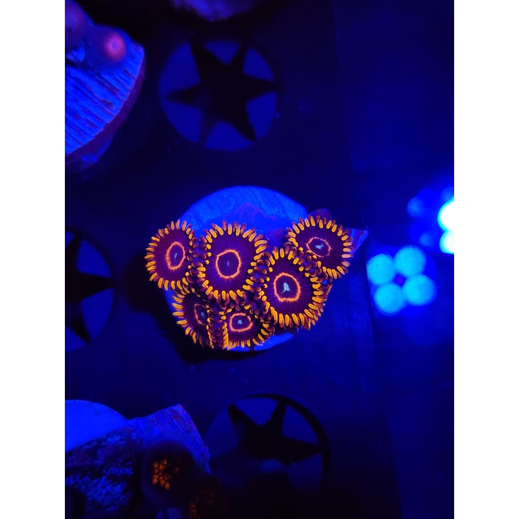 Red Hornet Zoanthid Frag WYSIWYG!