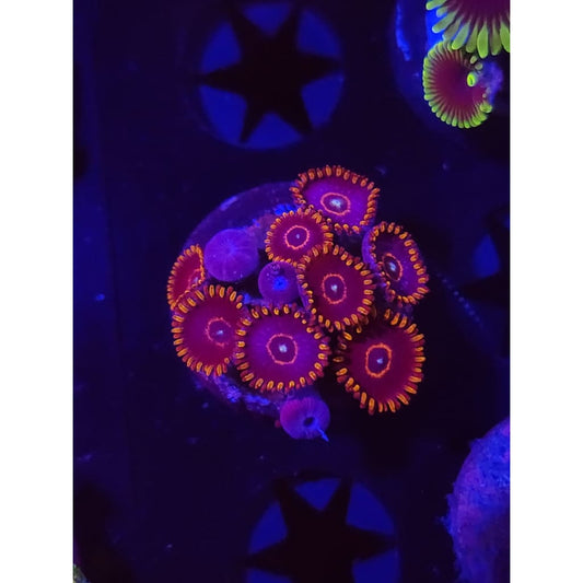 Red Hornet Zoanthid Frag WYSIWYG!