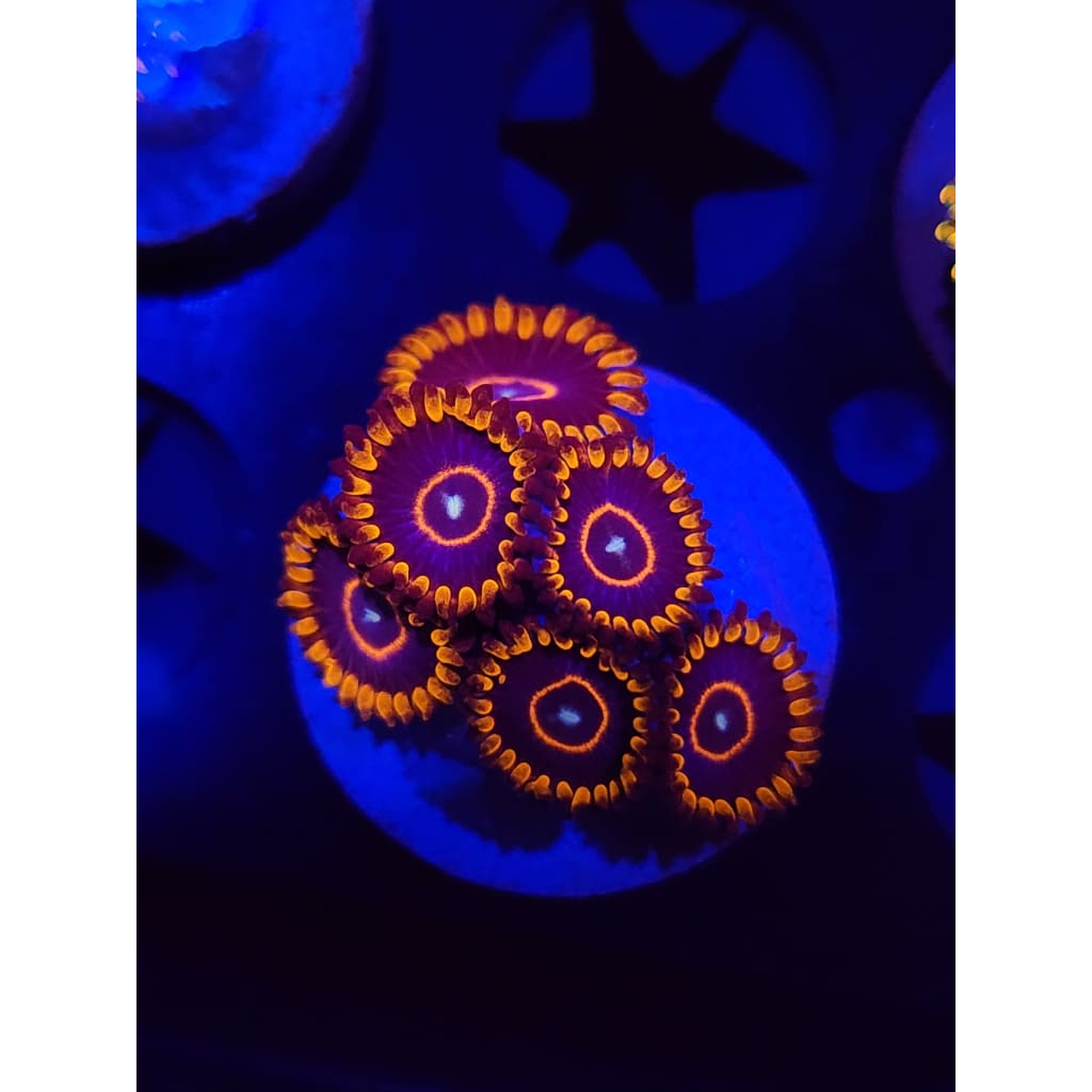Red Hornet Zoanthid Frag WYSIWYG!