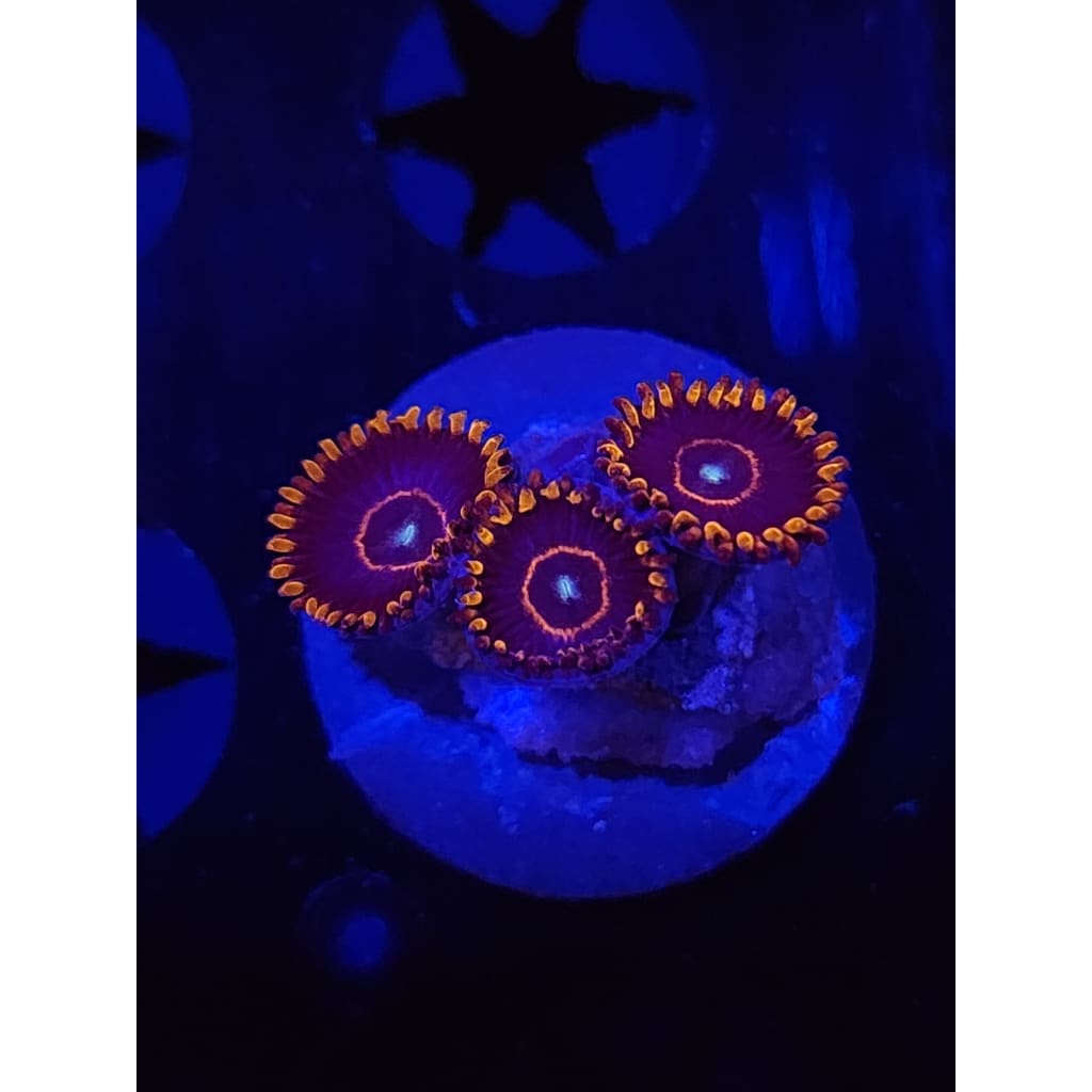 Red Hornet Zoanthid Frag WYSIWYG!