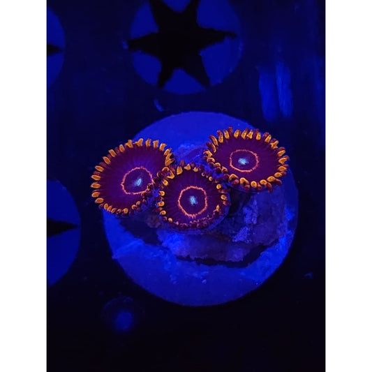 Red Hornet Zoanthid Frag WYSIWYG!