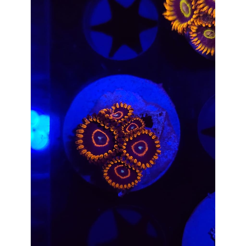 Red Hornet Zoanthid Frag WYSIWYG!
