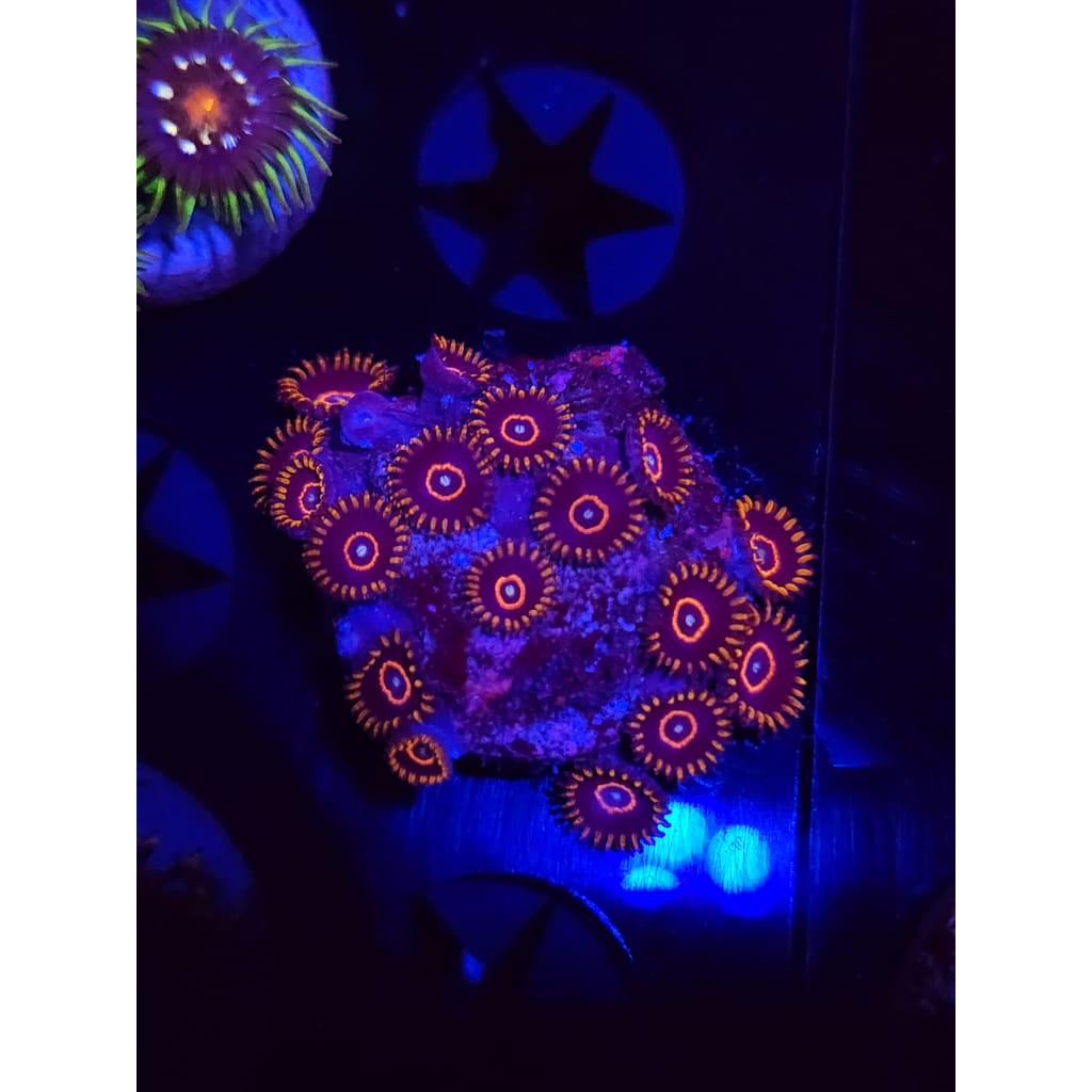 Red Hornet Zoanthid Frag WYSIWYG!