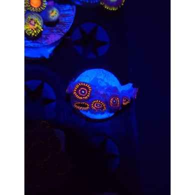 Red Hornet Zoanthid Frag WYSIWYG!