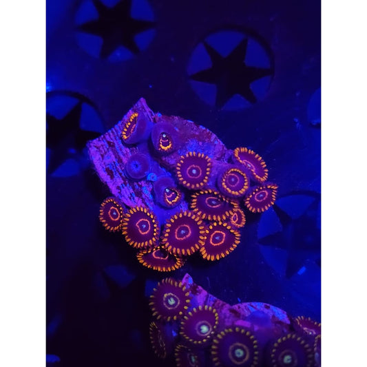 Red Hornet Zoanthid Frag WYSIWYG!