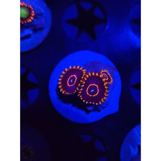 Red Hornet Zoanthid Frag WYSIWYG!