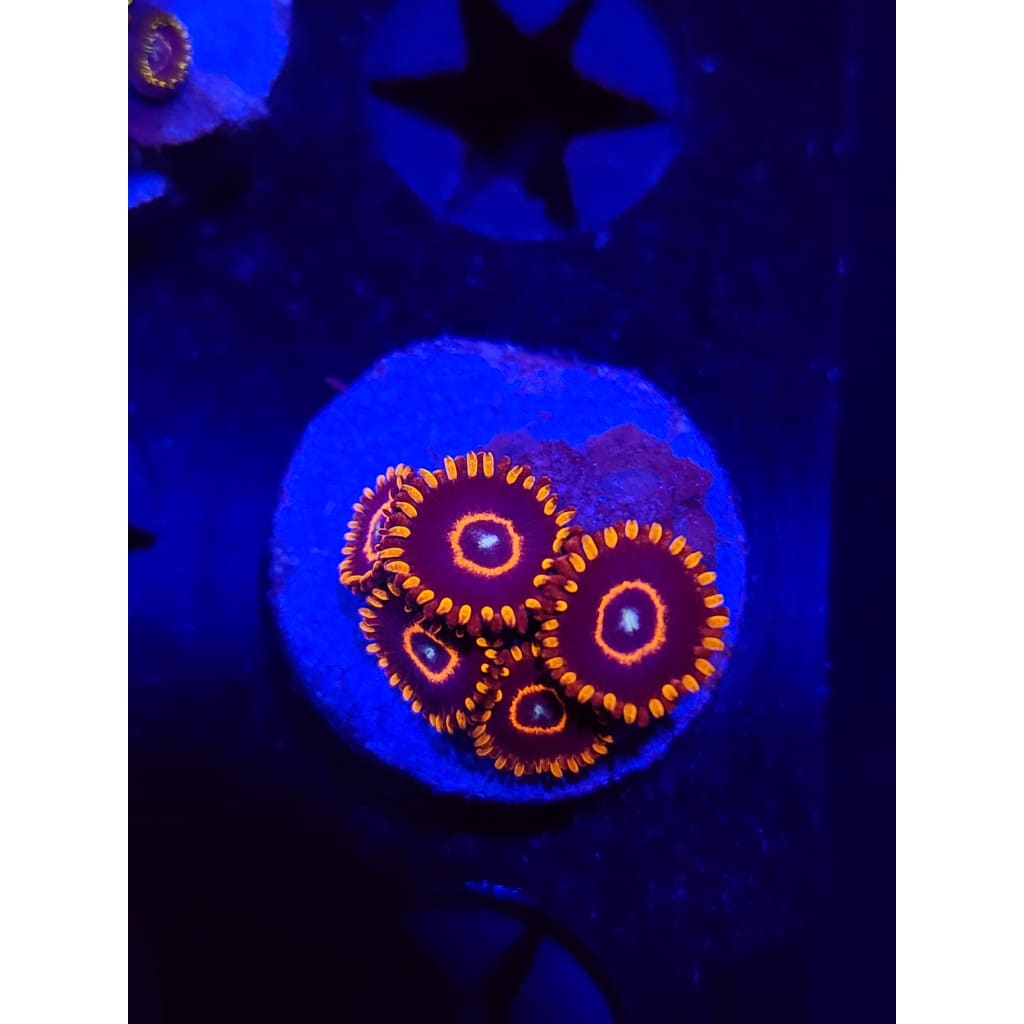Red Hornet Zoanthid Frag WYSIWYG!