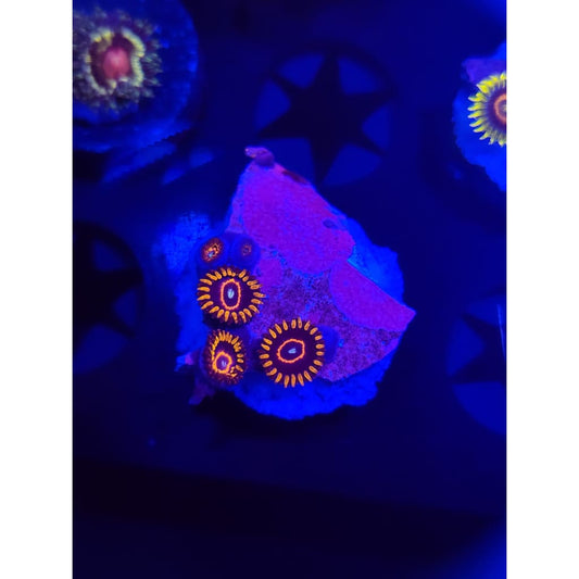 Red Hornet Zoanthid Frag WYSIWYG!