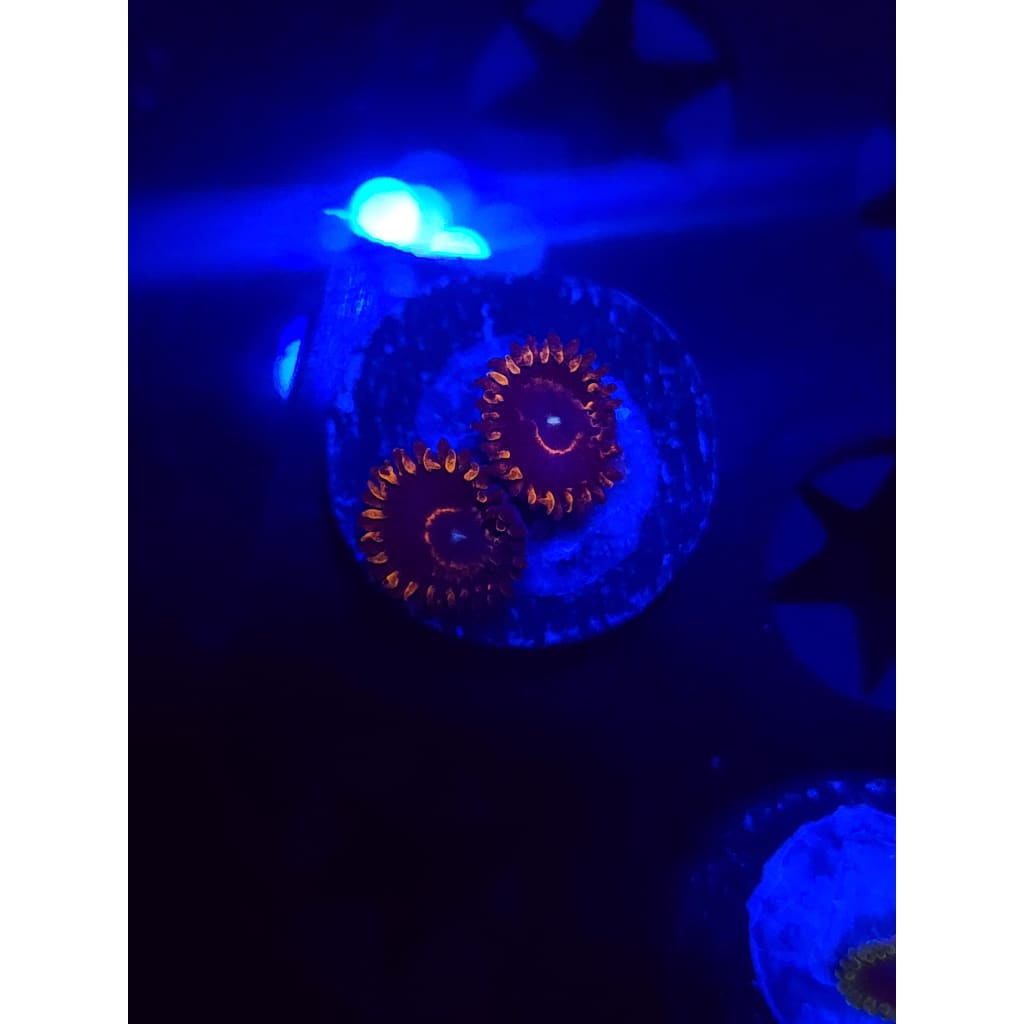 Red Hornet Zoanthid Frag WYSIWYG!