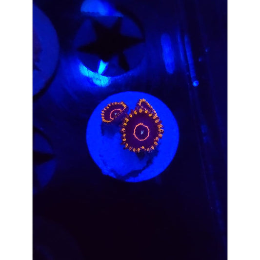 Red Hornet Zoanthid Frag WYSIWYG!