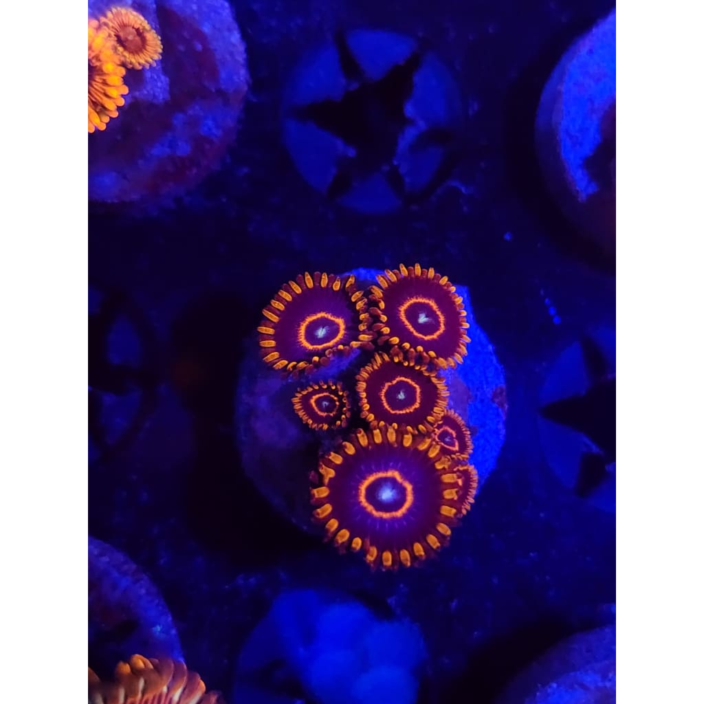 Red Hornet Zoanthid Frag WYSIWYG!