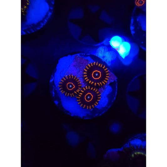 Red Hornet Zoanthid Frag WYSIWYG!