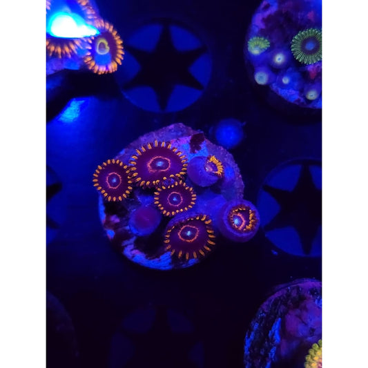 Red Hornet Zoanthid Frag WYSIWYG!
