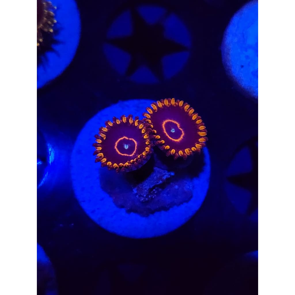 Red Hornets Zoanthid Frag WYSIWYG!