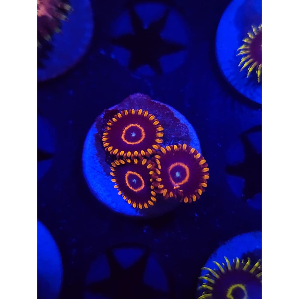 Red Hornets Zoanthid Frag WYSIWYG!
