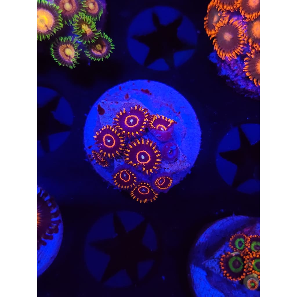 Red Hornets Zoanthid Frag WYSIWYG!