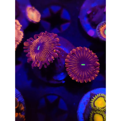 Red People Eater Zoanthid Frag WYSIWYG!